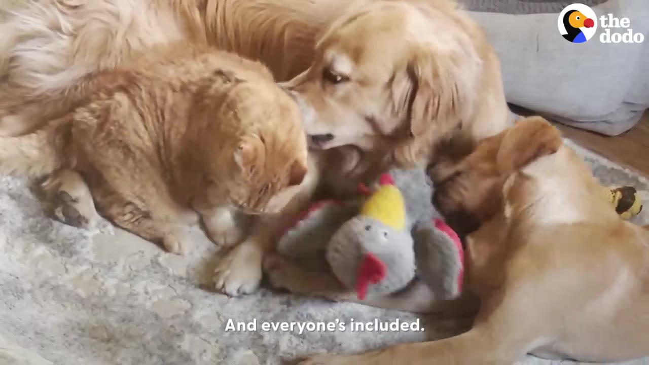 An orange cat and two golden retriever dogs huddle together on a blanket around a plush toy.