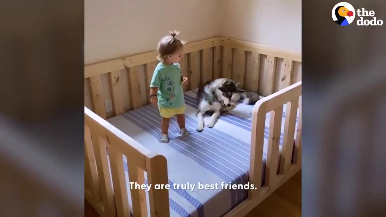 A young toddler stands in a wooden toddler bed beside a husky lying down on the mattress.