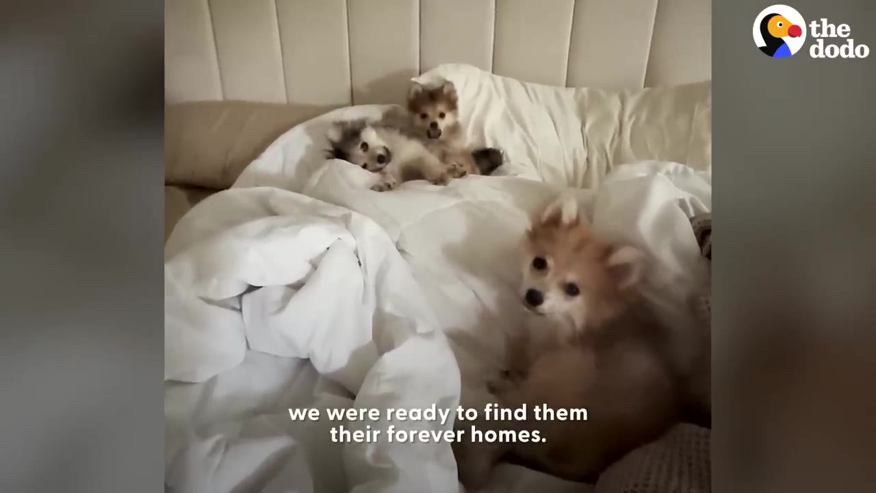 Three small fluffly puppies playing on a white bed comforter.