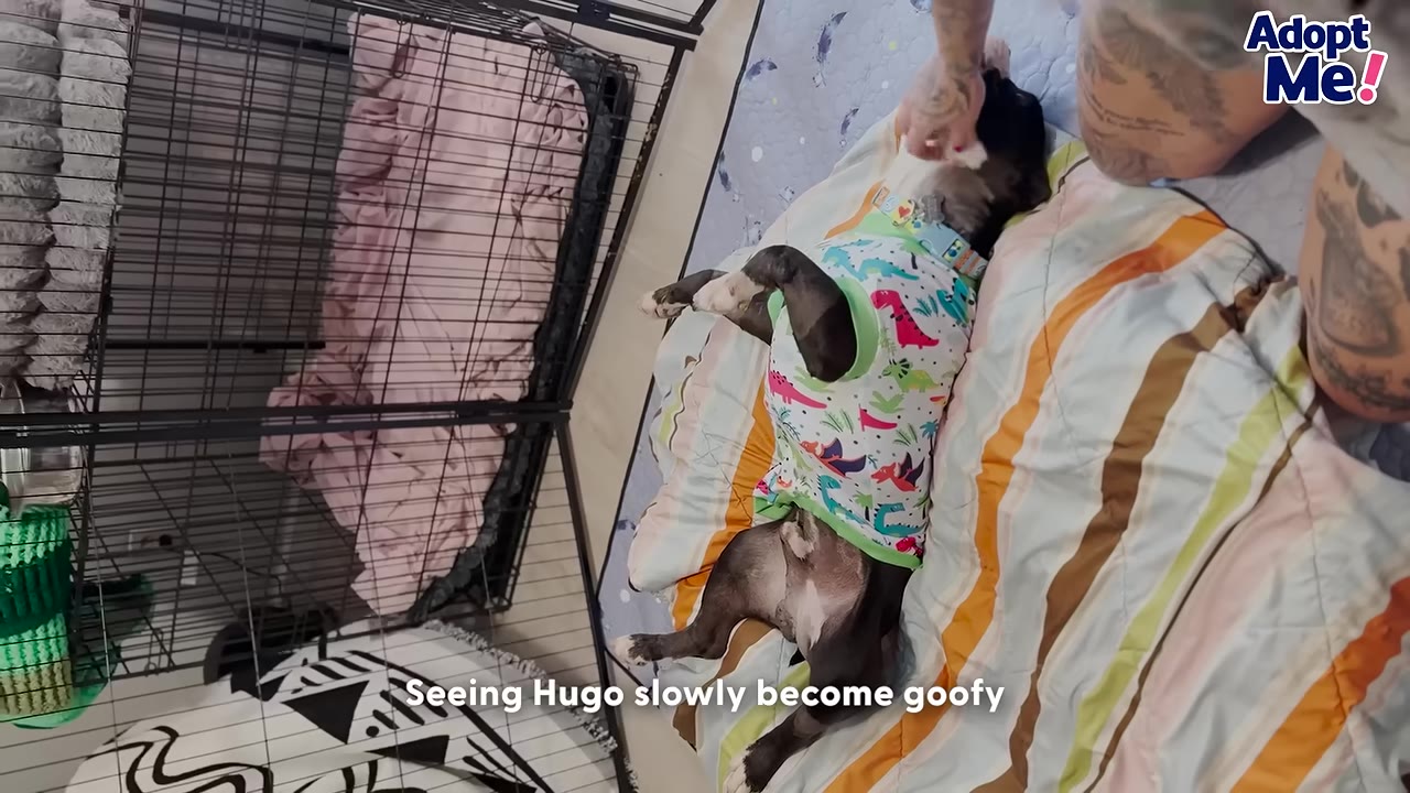 A small black and white dog wearing a colorful dinosaur-patterned shirt lies on his back on a striped blanket, looking goofy and playful while a person gently pets him.