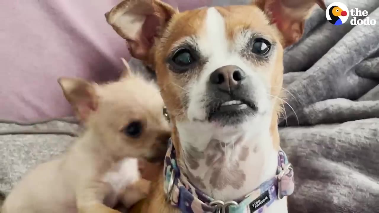 A tiny tan puppy sits next to a larger brown and white chihuahua-mix dog wearing a collar.