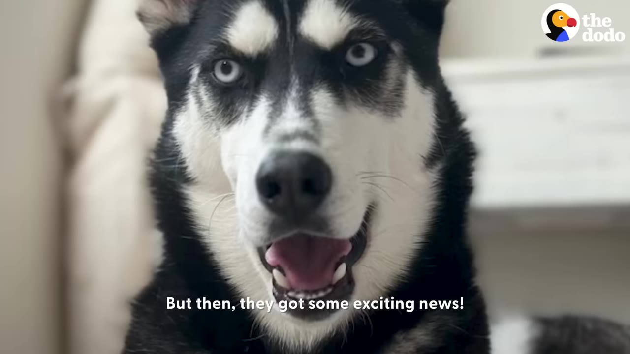A close-up view of a black and white Husky looking at the camera with blue eyes and an open mouth.