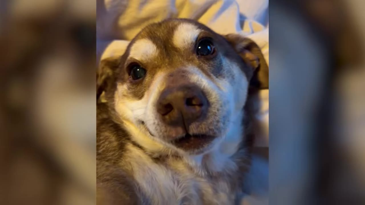 A close-up view of a brown and white dog lying on soft bedding, looking directly up at the camera with a calm expression.