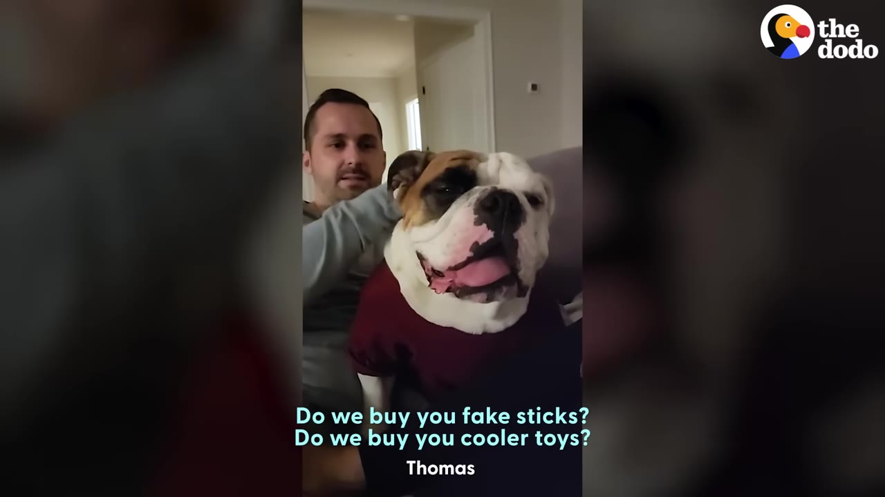 A man sitting behind an English bulldog indoors as he talks to the dog.