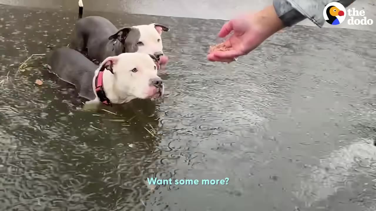 Two pit bull-type dogs standing in shallow water, looking toward a hand offering food.