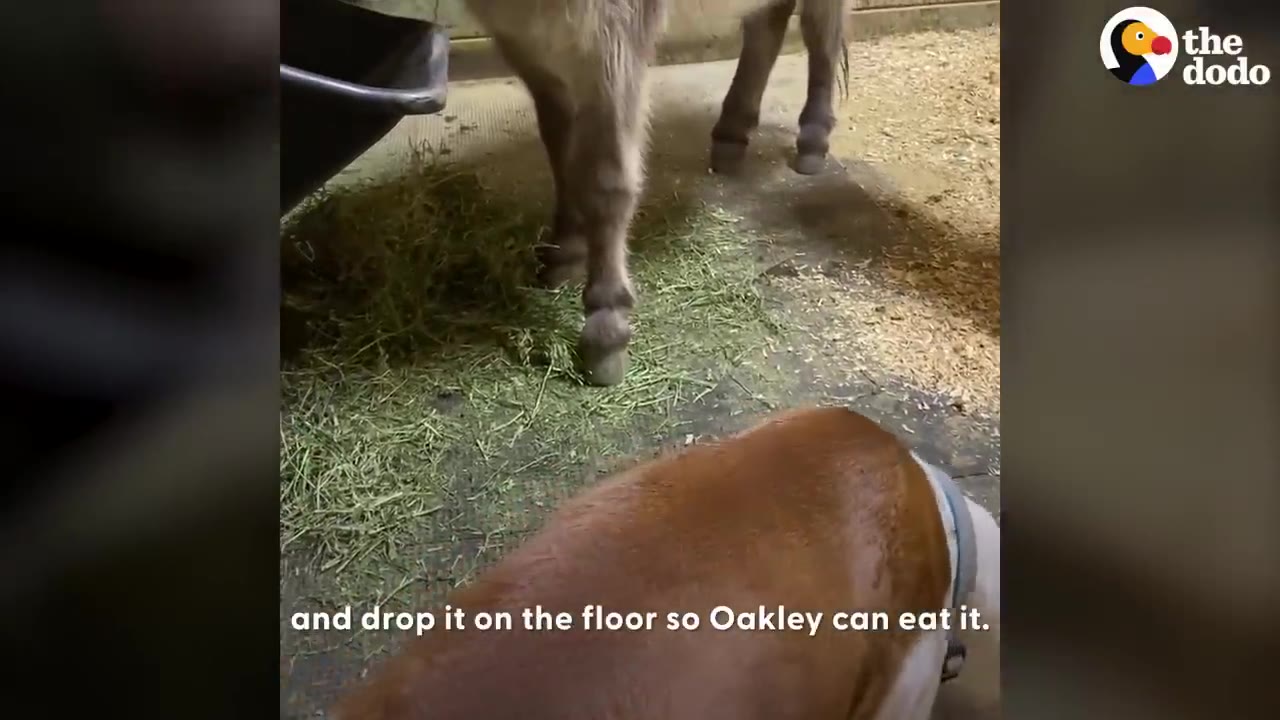 A brown and white dog eating hay off the floor near the hooves of a miniature donkey.