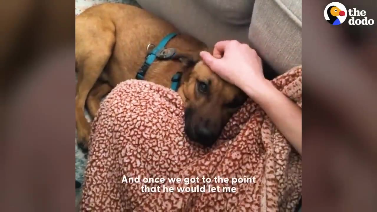 A brown dog wearing a blue harness rests its head on a person's lap covered with a patterned blanket while being gently petted on the head.