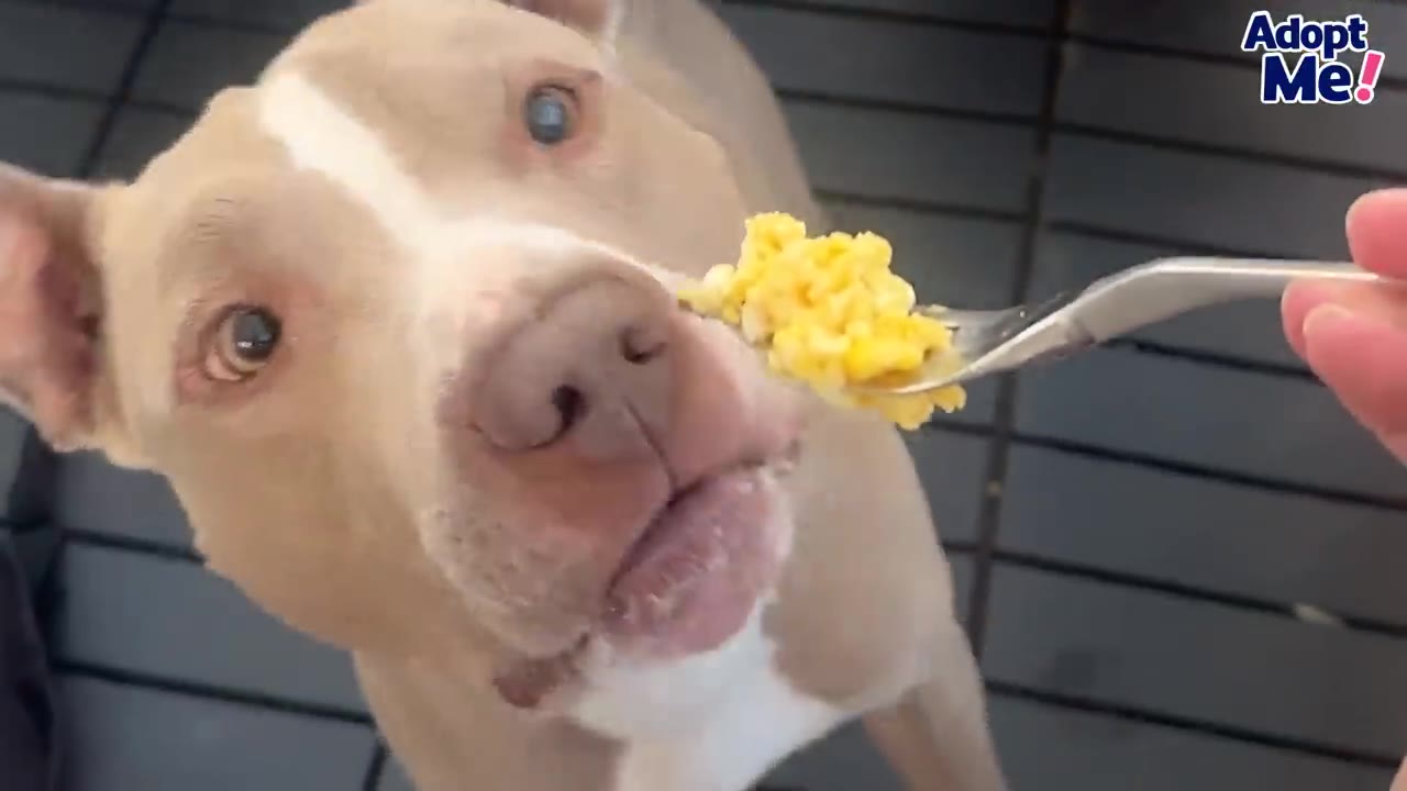 A close-up of a light brown and white dog looking up at a forkful of scrambled eggs.