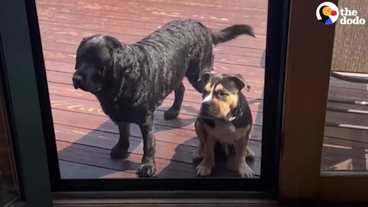A black dog standing next to a smaller tricolor puppy sitting on a wooden outdoor deck looking through a glass door.