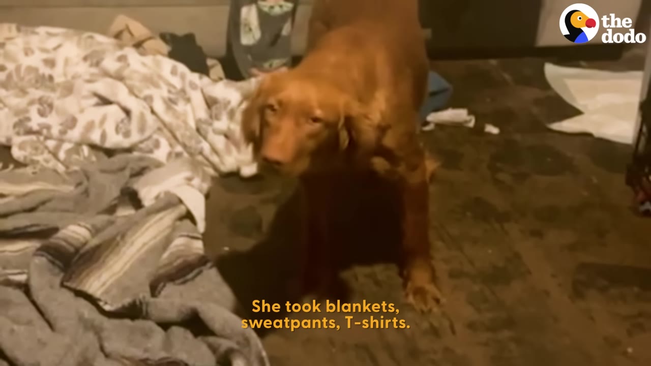 A brown dog stands on a dark floor next to a pile of blankets and clothes.