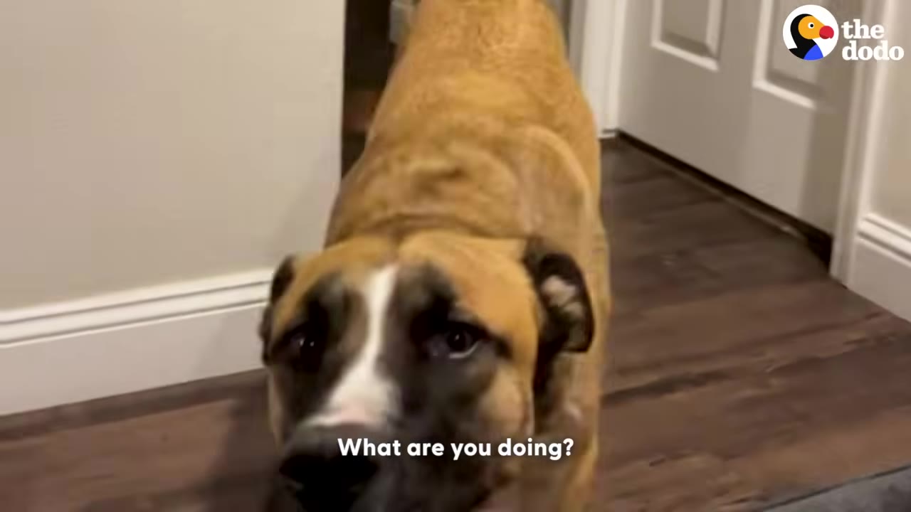 A brown dog with a black and white face walks forward in a hallway, looking curiously at the camera.