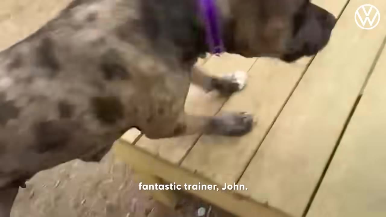 A brindle dog wearing a purple collar steps onto a wooden training platform outdoors.