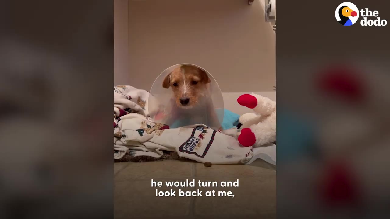 A small dog wearing a plastic recovery cone looks toward a piece of food tossed onto a blanket on the floor.