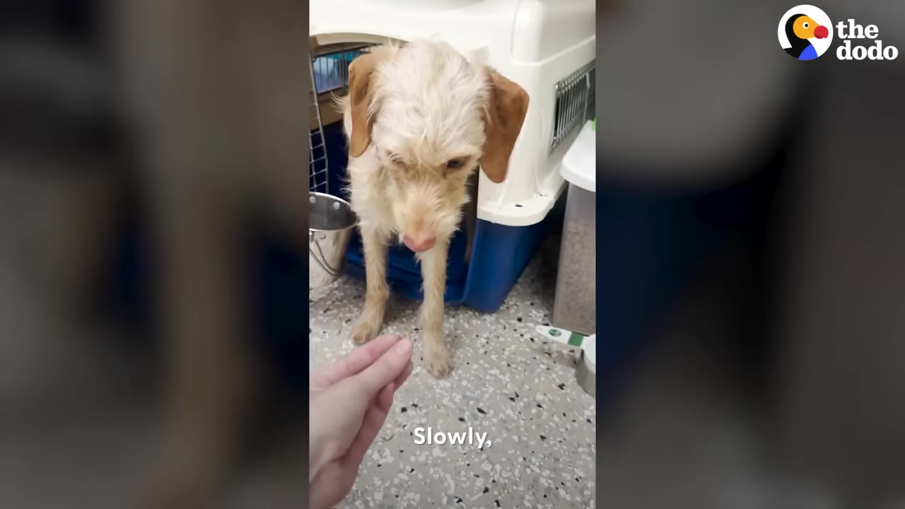 A small scruffy light-brown dog timidly steps out of a plastic crate toward a person's outstretched hand.