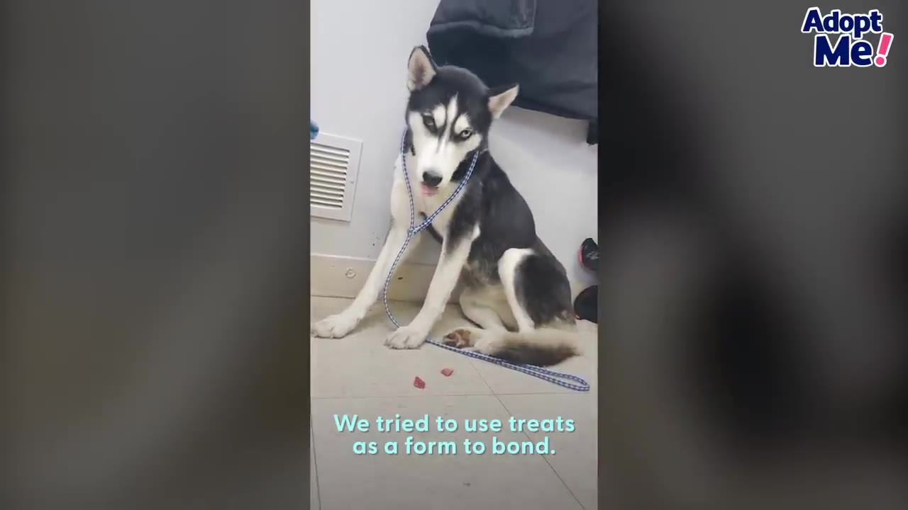 A black and white husky sitting indoors on a light-colored floor with treats placed on the ground in front of her.
