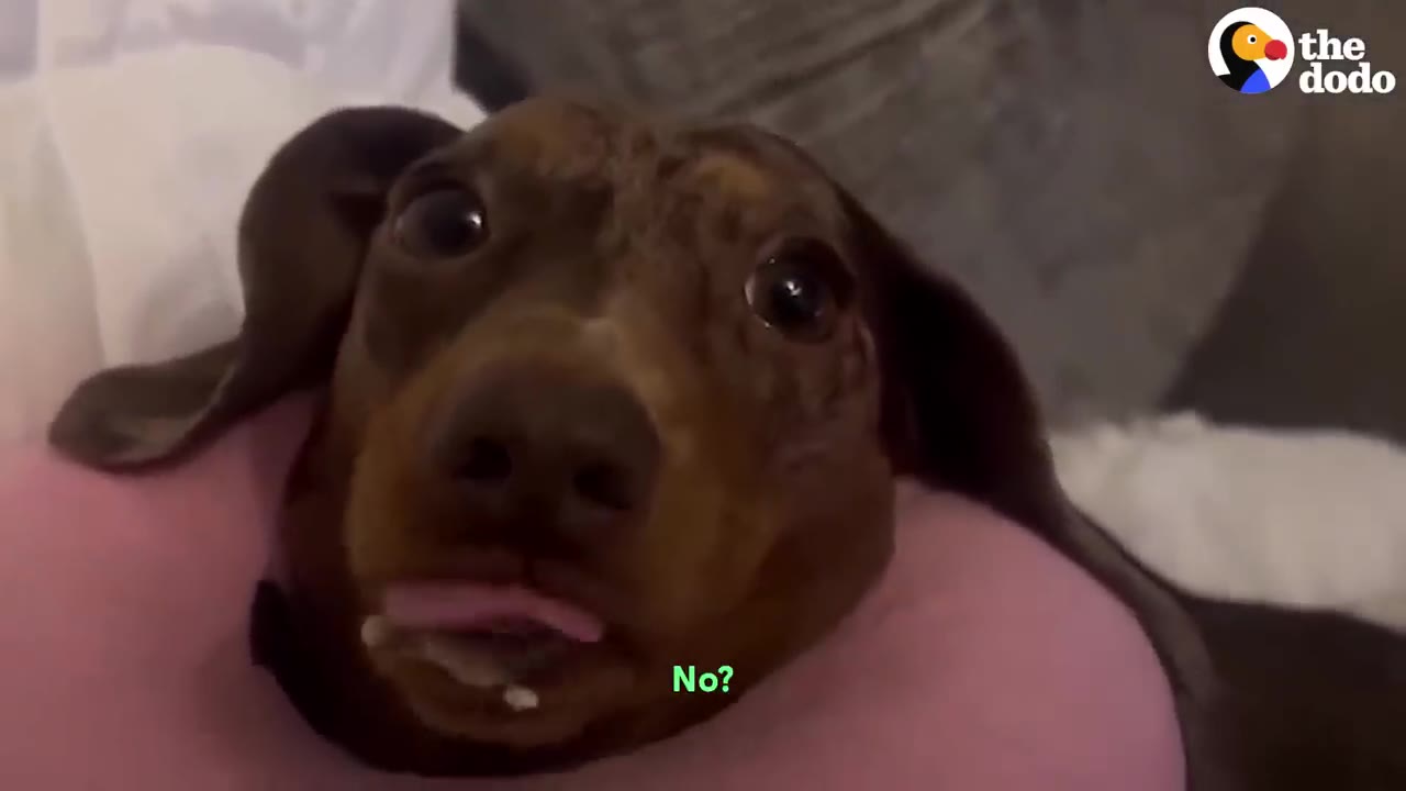 A close-up of a dappled dachshund resting her head on a pink neck donut while wide-eyed.