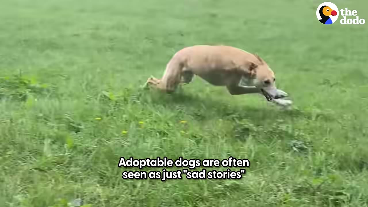 A tan dog runs joyfully across a green grassy field, with text overlay reading 'Adoptable dogs are often seen as just "sad stories"'.