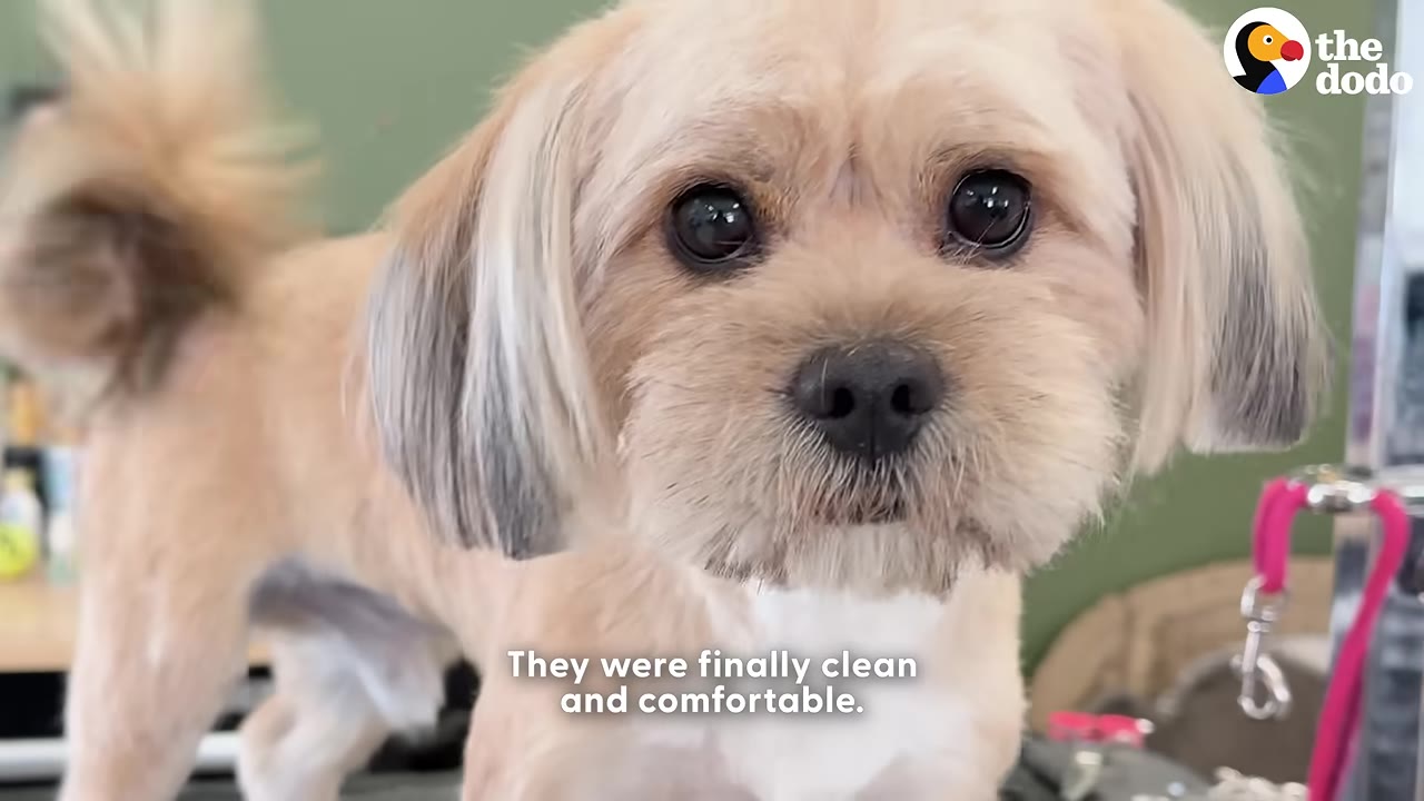 A close-up shot of a freshly groomed, light brown small dog looking directly into the camera with bright, clean fur.