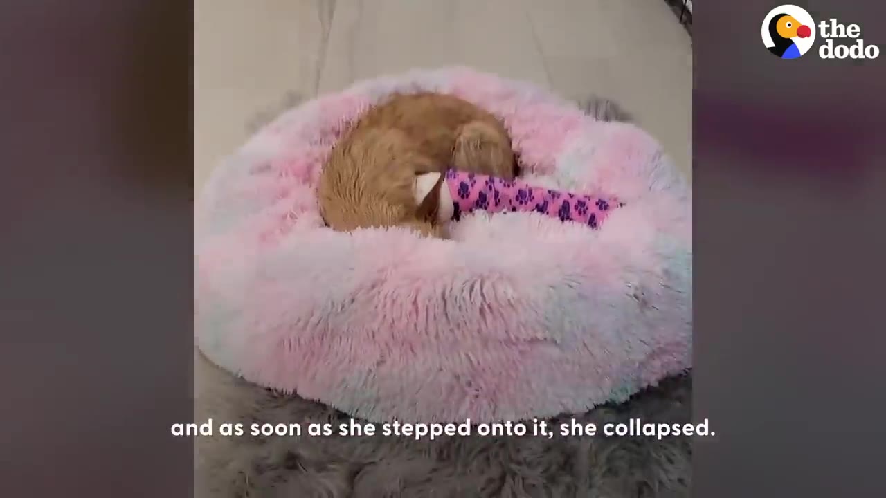 A small brown dog with a pink patterned cast on its front leg curled up asleep in a fluffy pink and white dog bed.