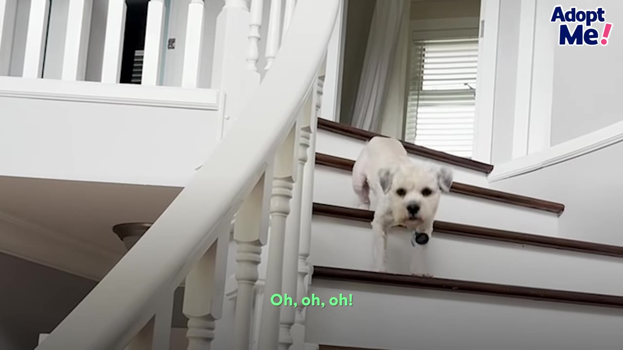 A small white dog carefully walking down a set of wooden and white stairs inside a home.