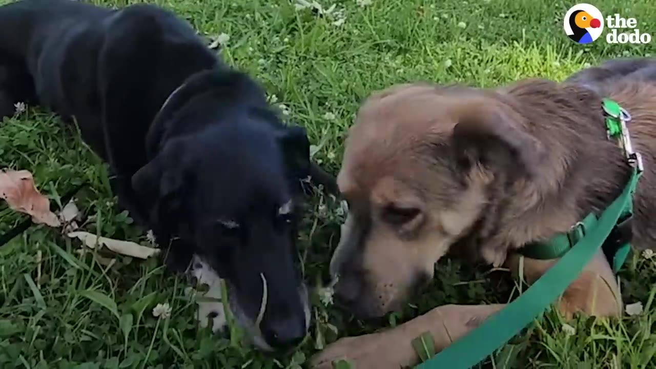 A black dog and a brown dog lying together in green grass, sniffing near each other.