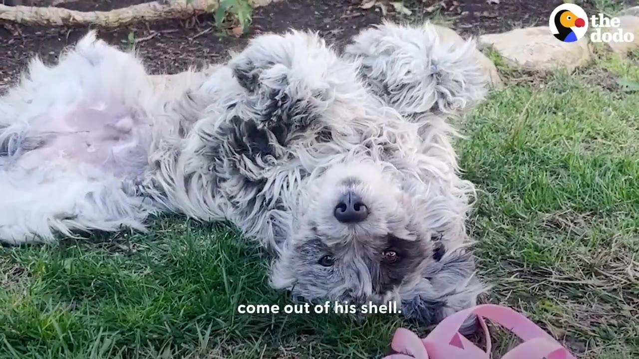 A fluffy grey and white dog lies on its back on green grass, looking upside down at the camera with a relaxed expression.