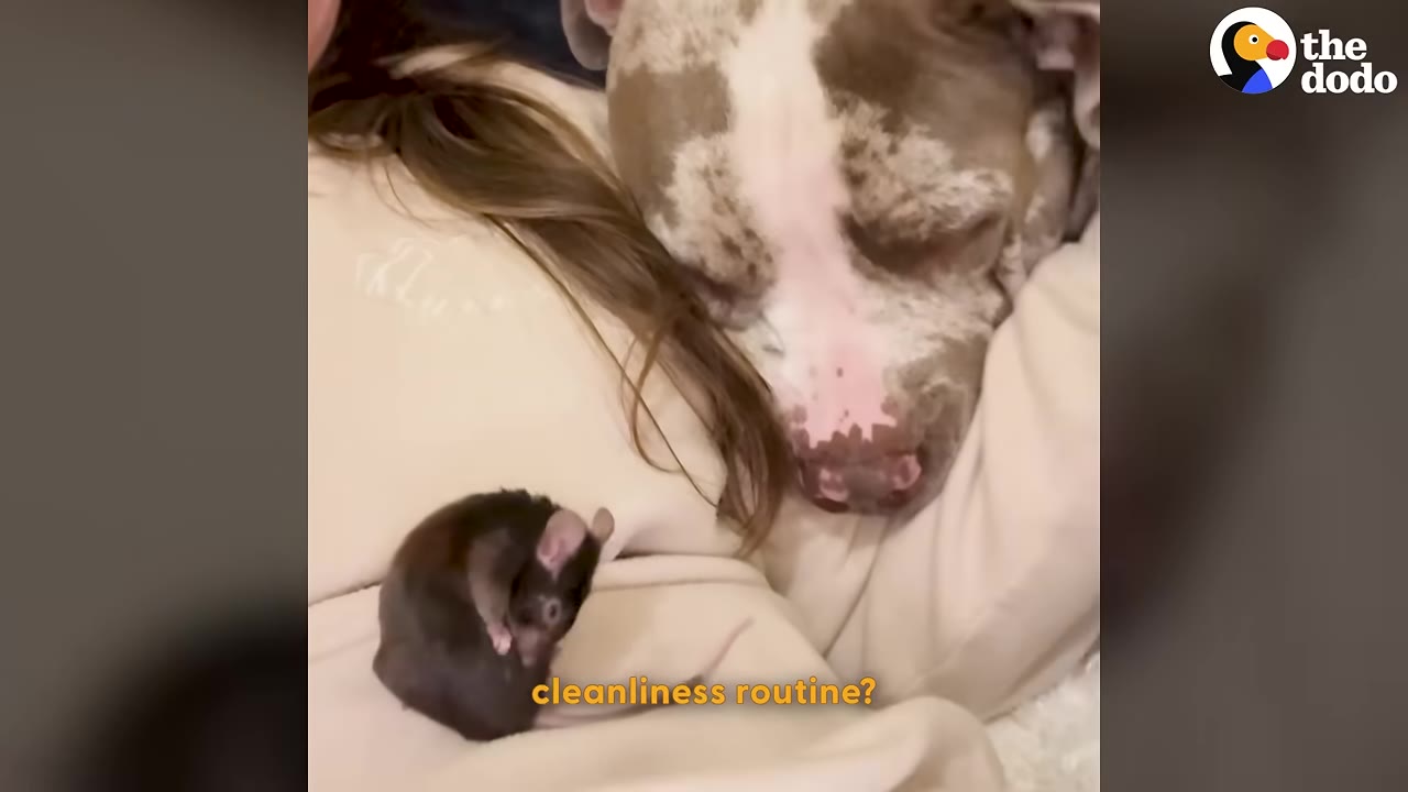 A small dark brown pet rat grooms itself while sitting on a person's shoulder next to a large sleeping brindle dog.