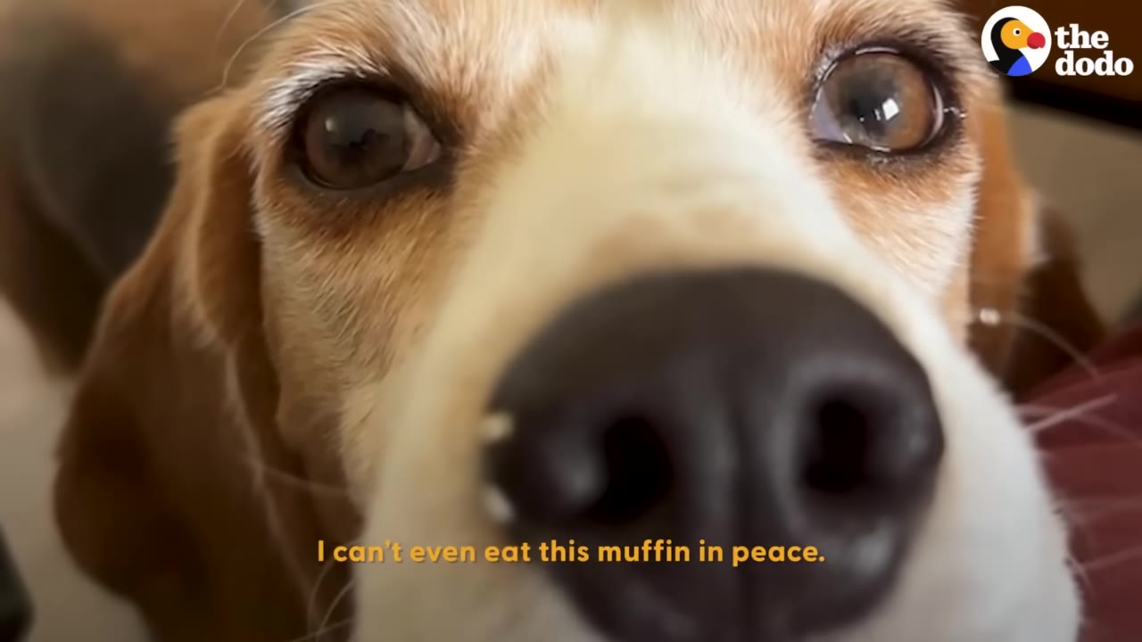 A close-up shot of a beagle's face looking directly into the camera lens.