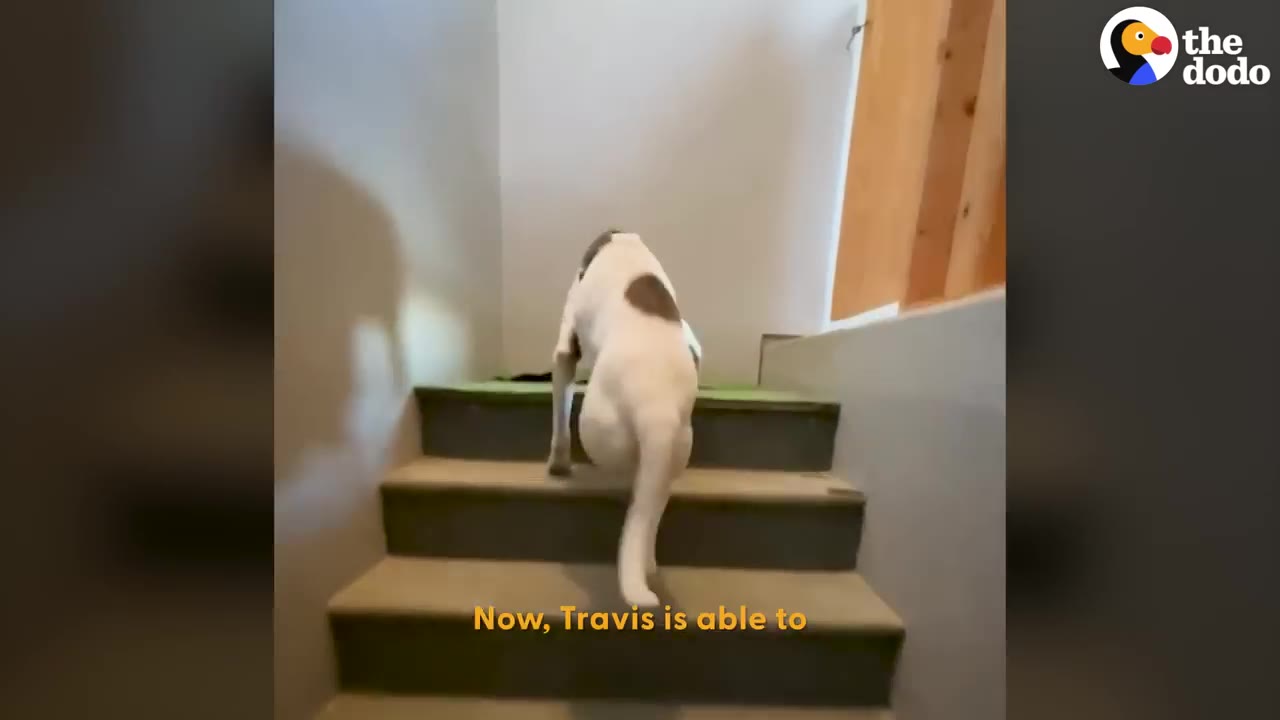 A white dog with a brown patch on its back climbs up a flight of stairs.