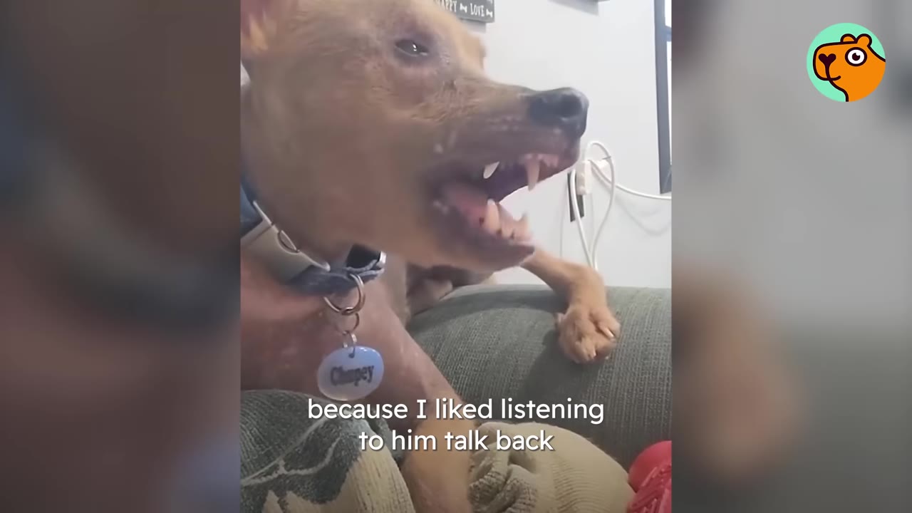 A close-up shot of Chupey the dog with his mouth open as if talking while lying on a couch.