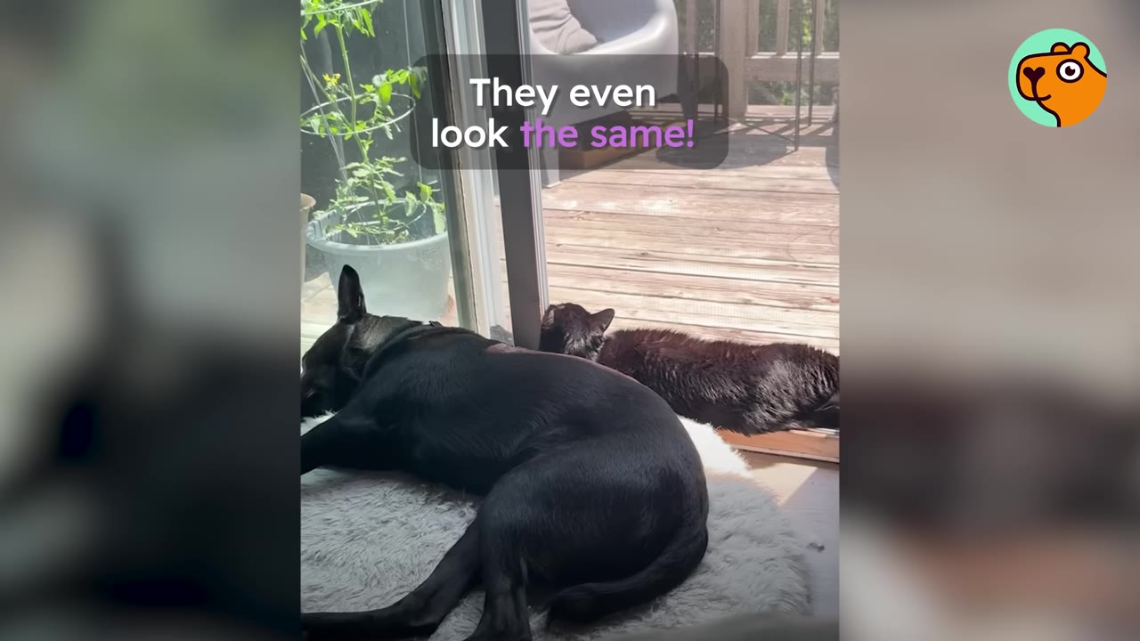 A black dog and a black cat lie side-by-side in identical relaxed positions by a sliding glass door.