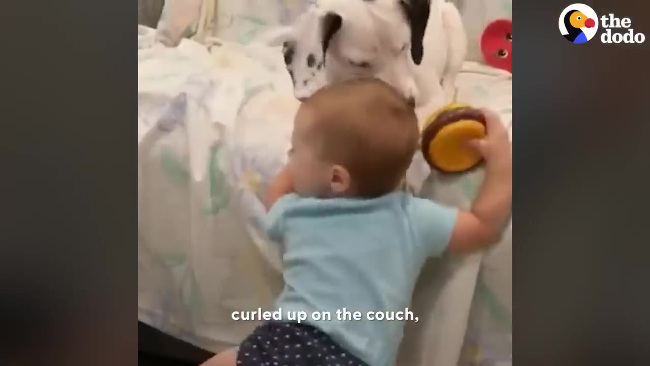 A baby in a blue shirt climbs onto a couch covered with a light-colored blanket to join a white dog with black spots.