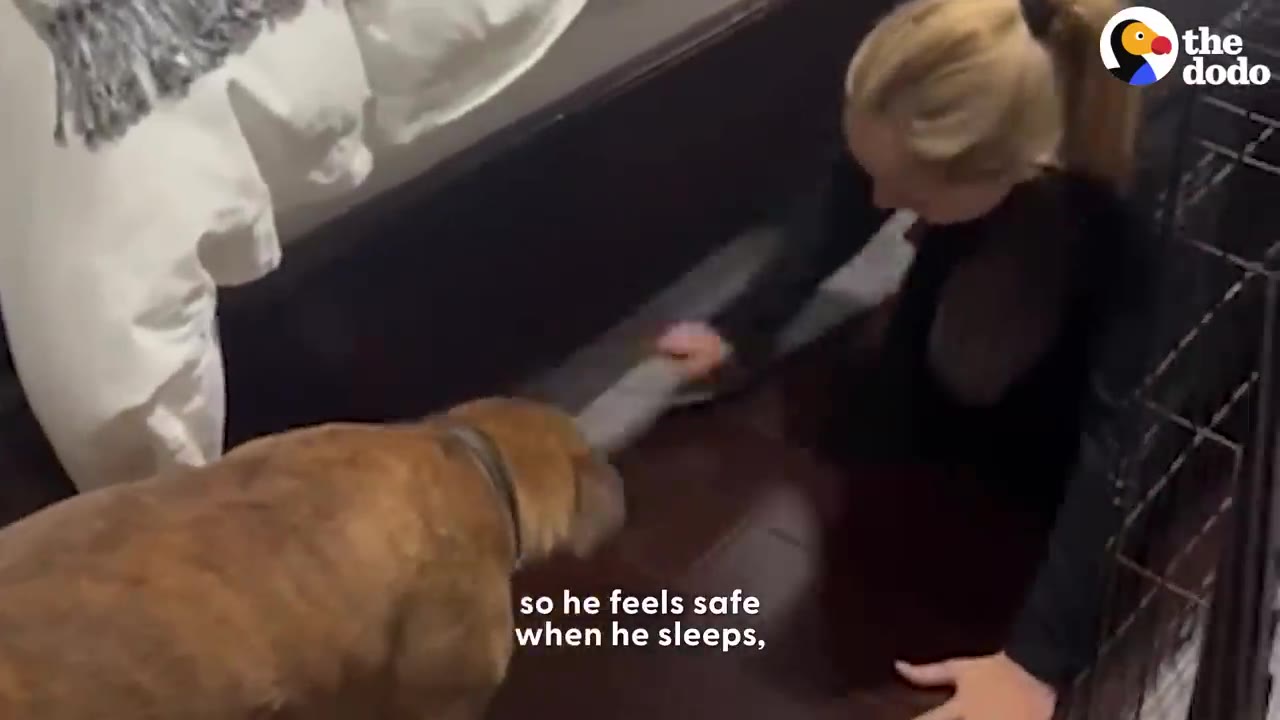 A woman reaches under a bed while a tan dog stands nearby.
