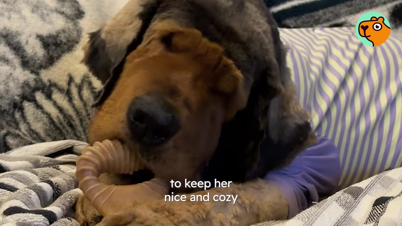 A dog wearing striped purple and yellow pajamas lying down and chewing on a toy.