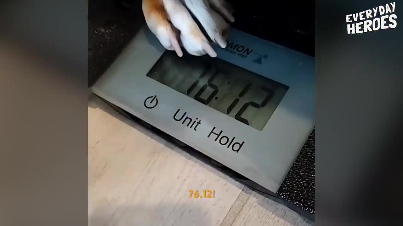 A close-up view of a digital scale display reading 76.12 while a dog's paws rest on top of it.