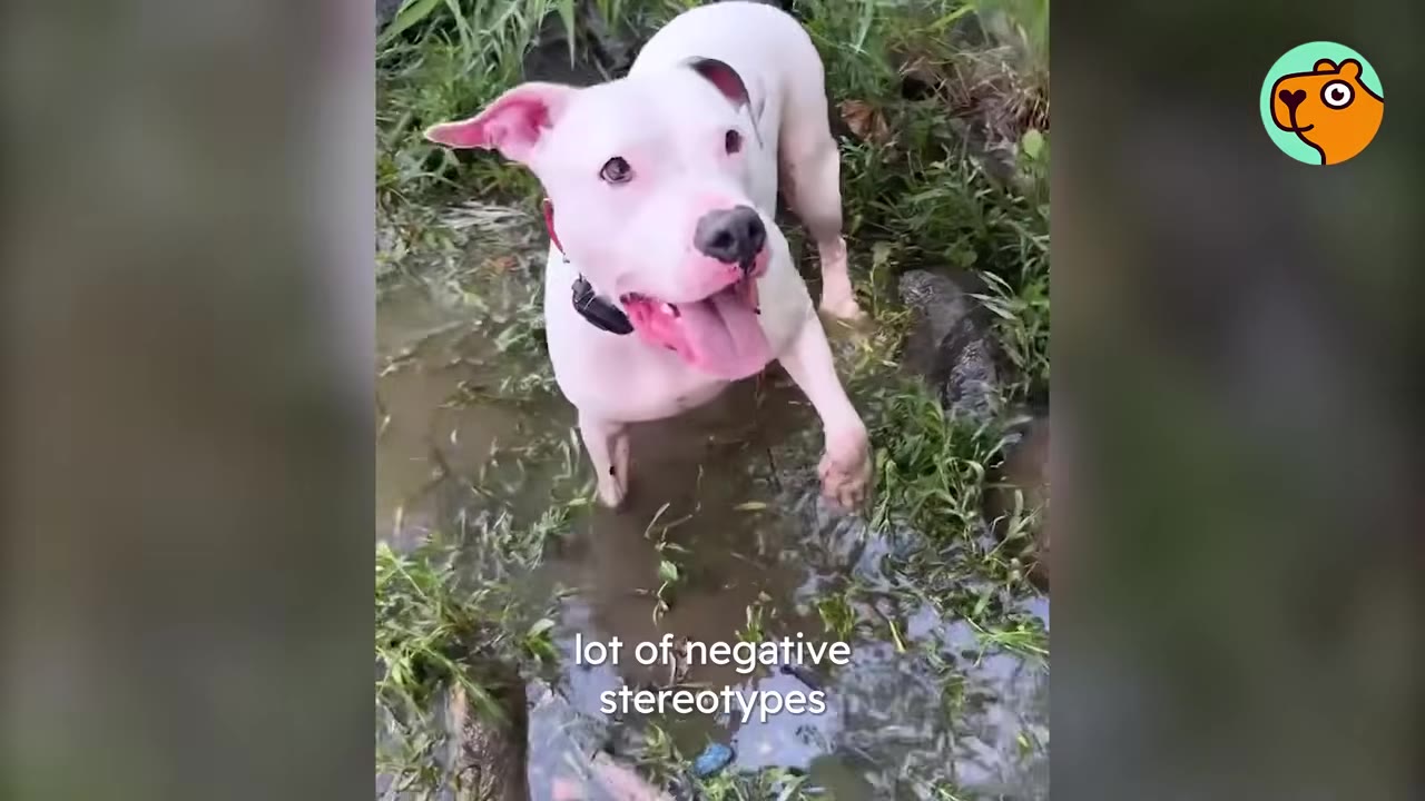 A happy white dog with pink shading around its nose standing in shallow water outdoors.
