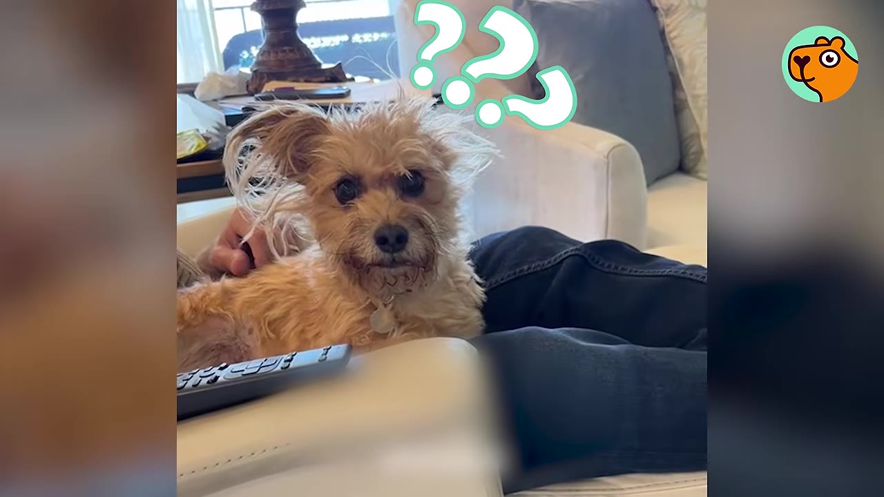 A small, scruffy light-brown dog lying on a person's lap on a white couch, looking directly at the camera with graphic question marks overhead.