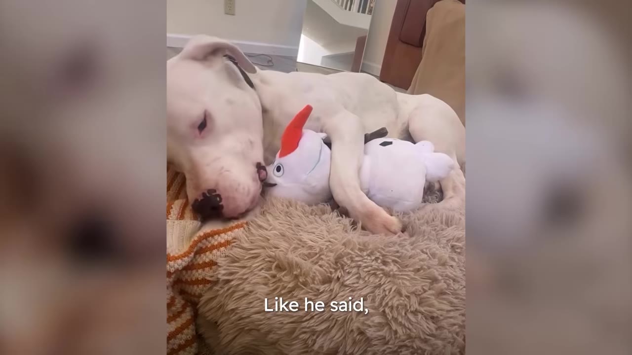 A white dog lying comfortably on a fluffy dog bed while resting its head near a plush stuffed toy indoors.