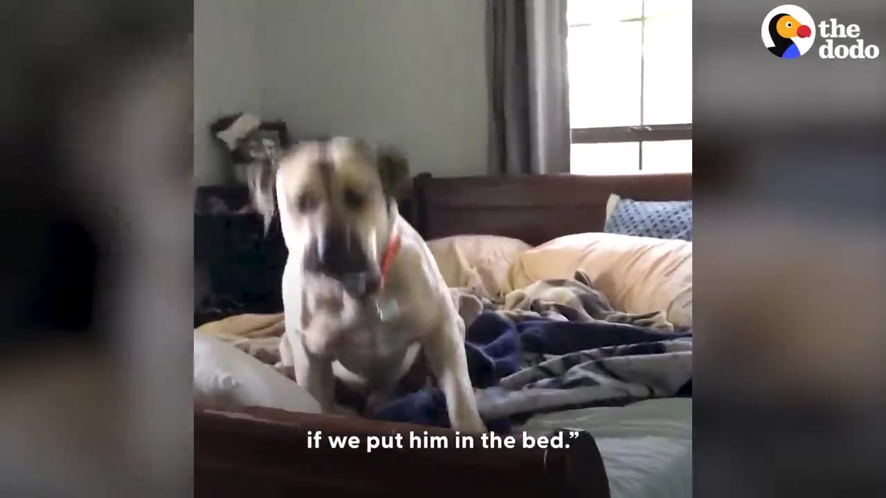 A tan dog sitting on a bed covered in pillows and blankets.
