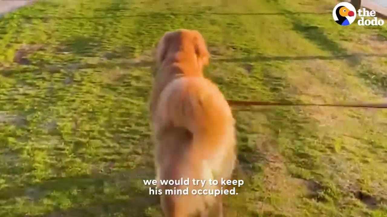 A golden retriever walking on a leash across a grassy field.