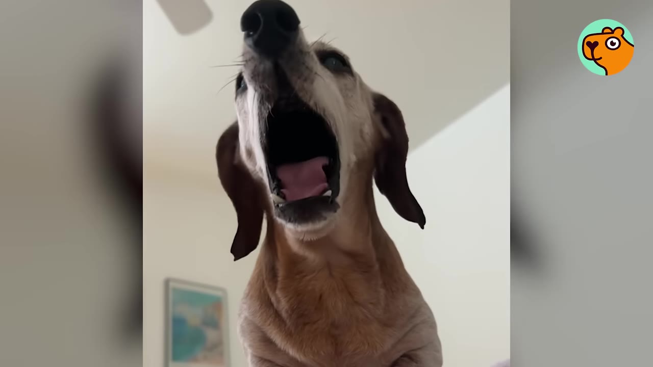 A senior dachshund looking down with its mouth wide open as if barking or vocalizing.