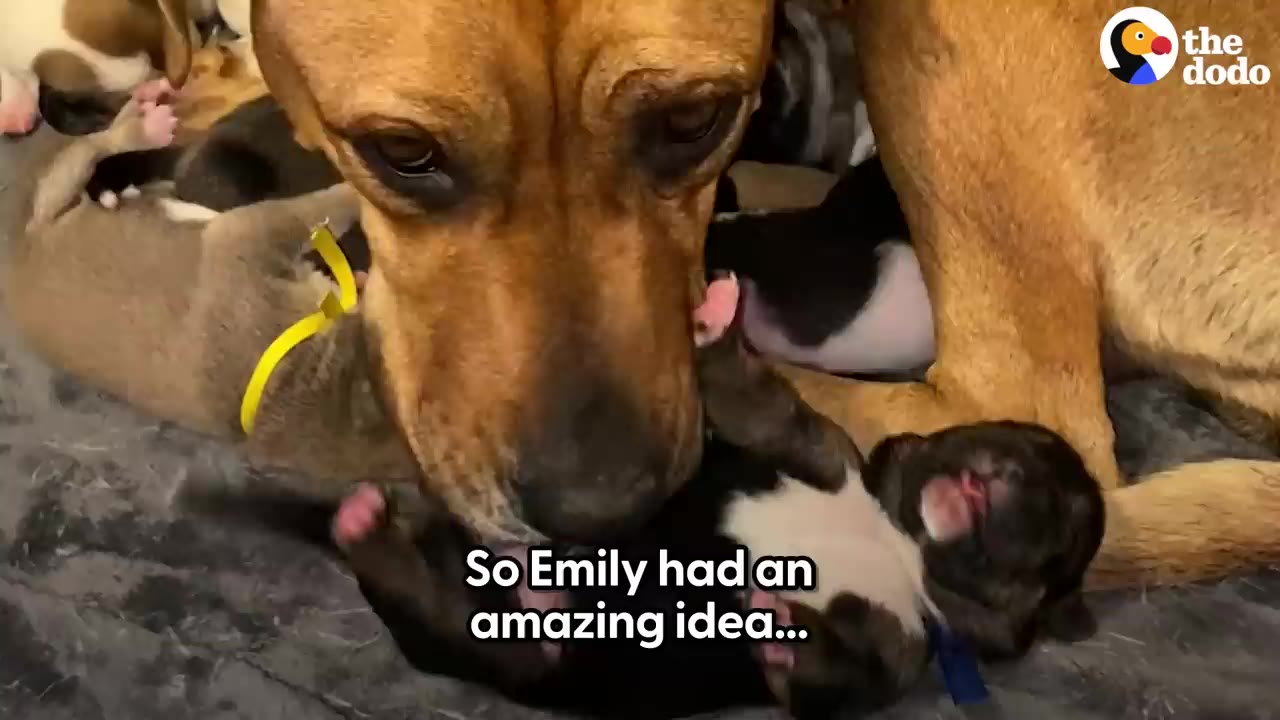 A tan dog gently licks a small puppy lying on its back amongst other puppies.