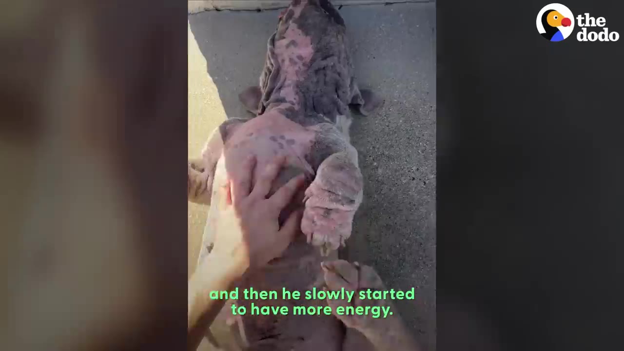 A dog lies on its back on concrete while a person rubs its chest and belly.