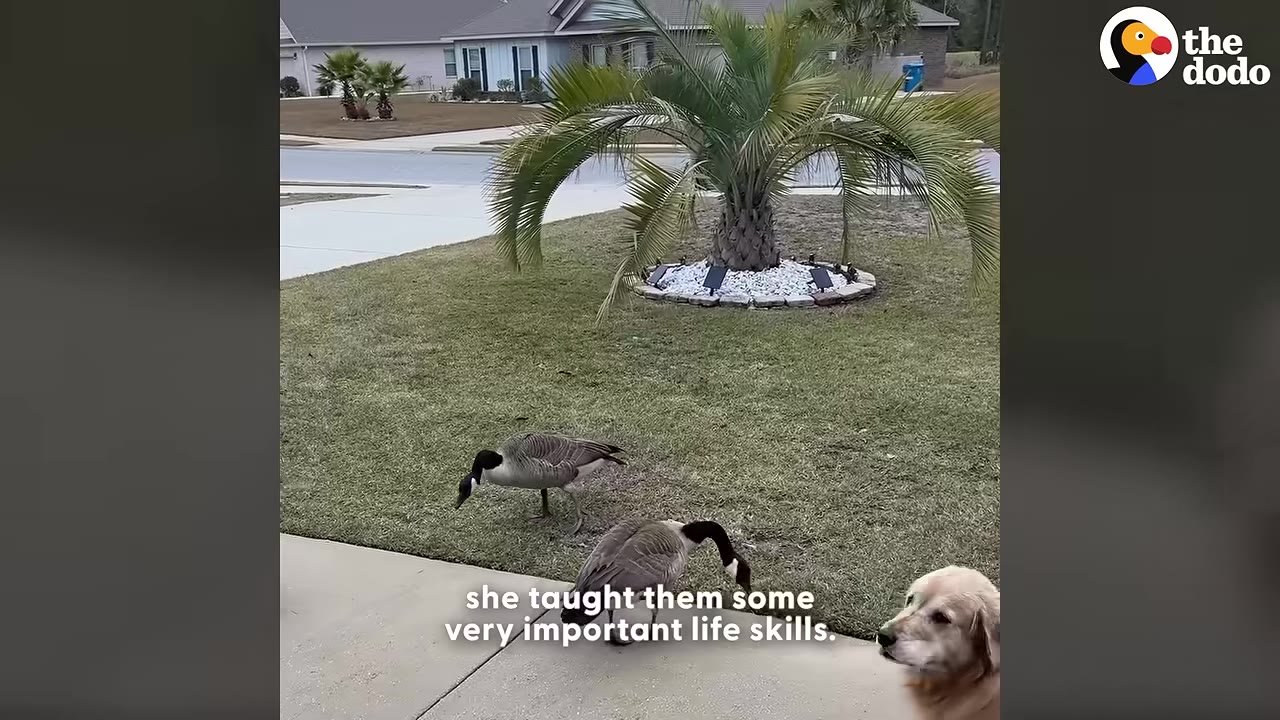 Two geese stand on a grassy lawn near a palm tree while a golden retriever looks on from the side.