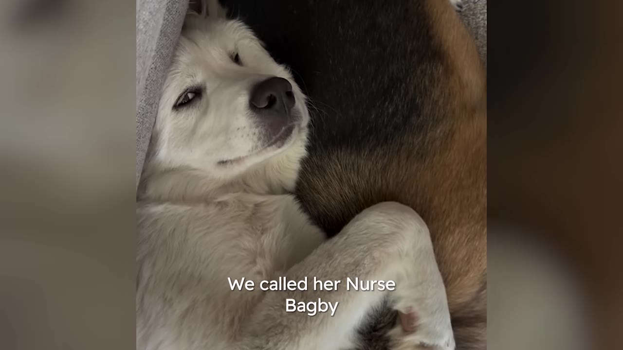 A fluffy white dog lying down comfortably snuggled against another dog.
