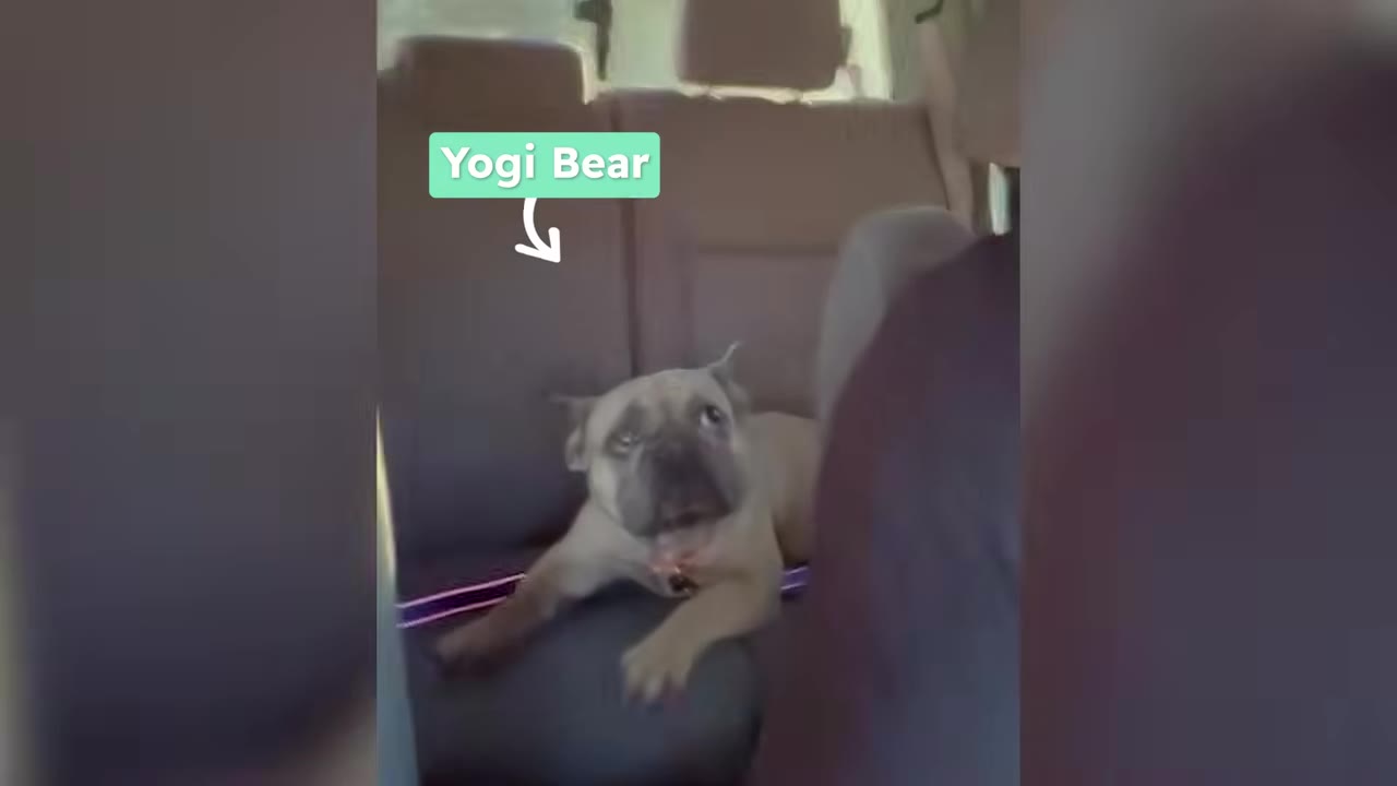A small French bulldog puppy named Yogi Bear sitting on the back seat of a car.