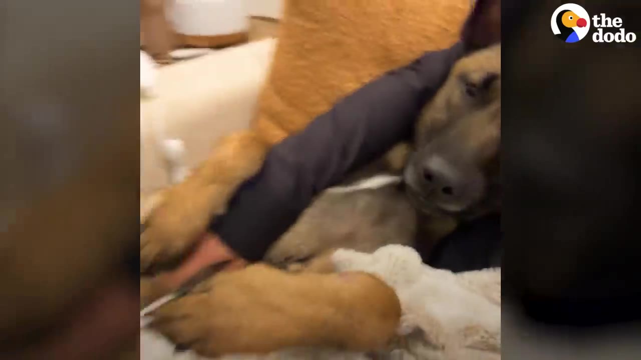 A tired brown dog resting its head and paws on a person's arm while lying down.