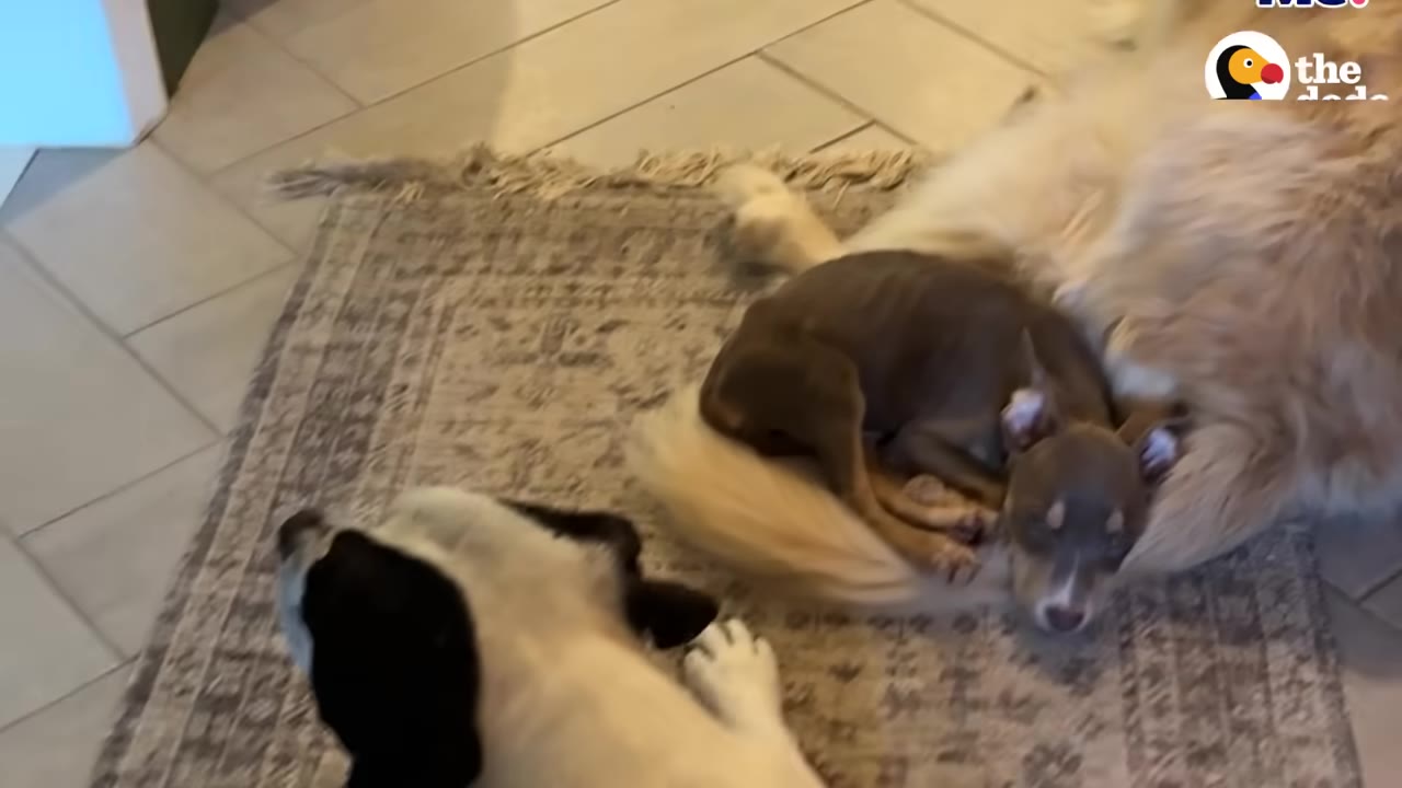 A small brown dog named Roo curled up asleep on a large, fluffy golden dog while a third dog lies nearby on a rug.