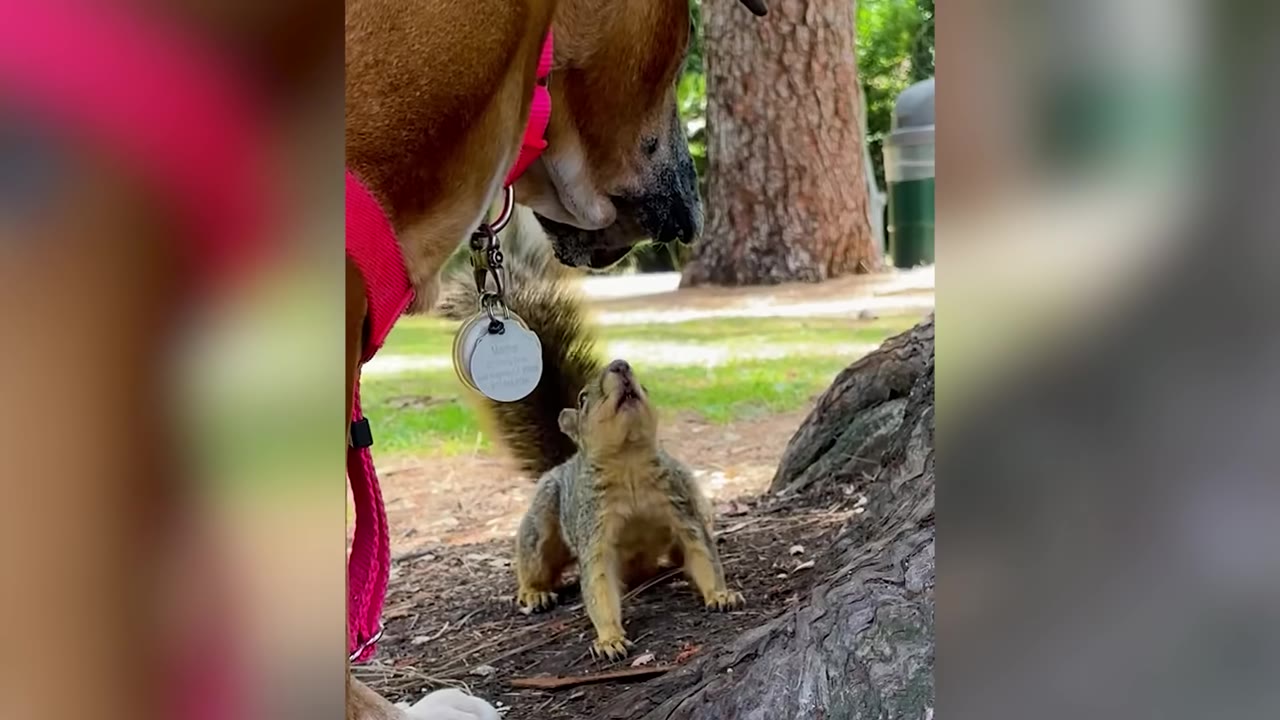 A squirrel on the ground looking up directly into the face of a dog wearing a pink harness.