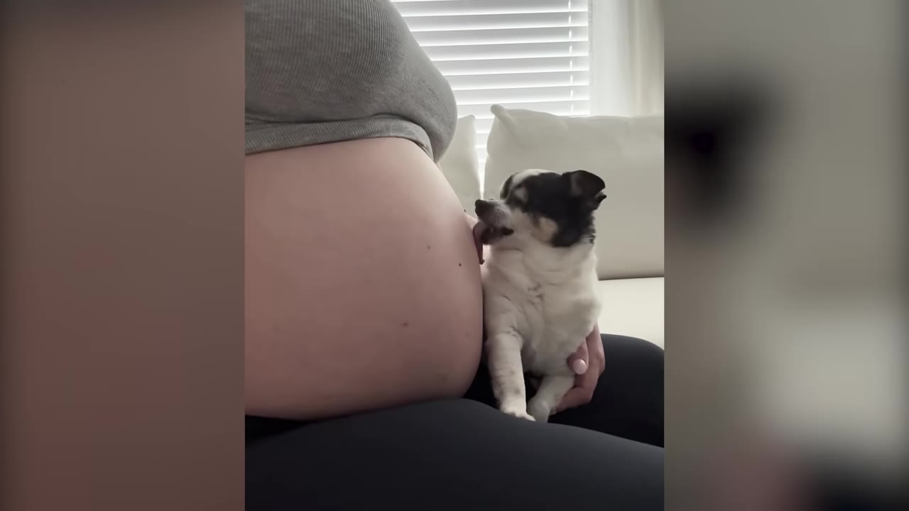 A small black and white dog sits next to a pregnant belly and licks it.